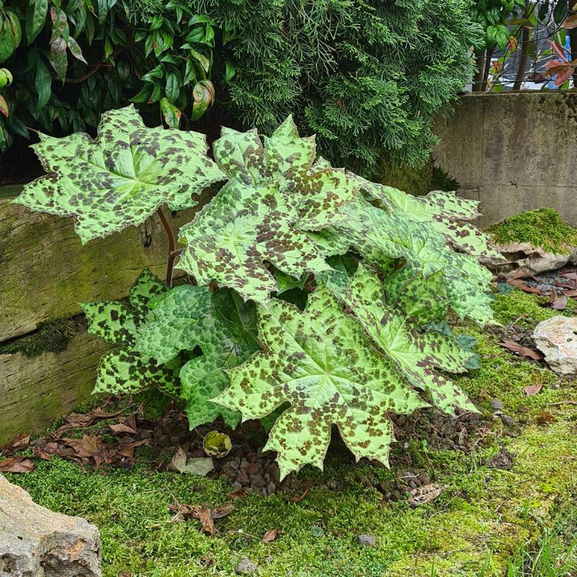 Podophyllum Spotty Dotty (Hábito)