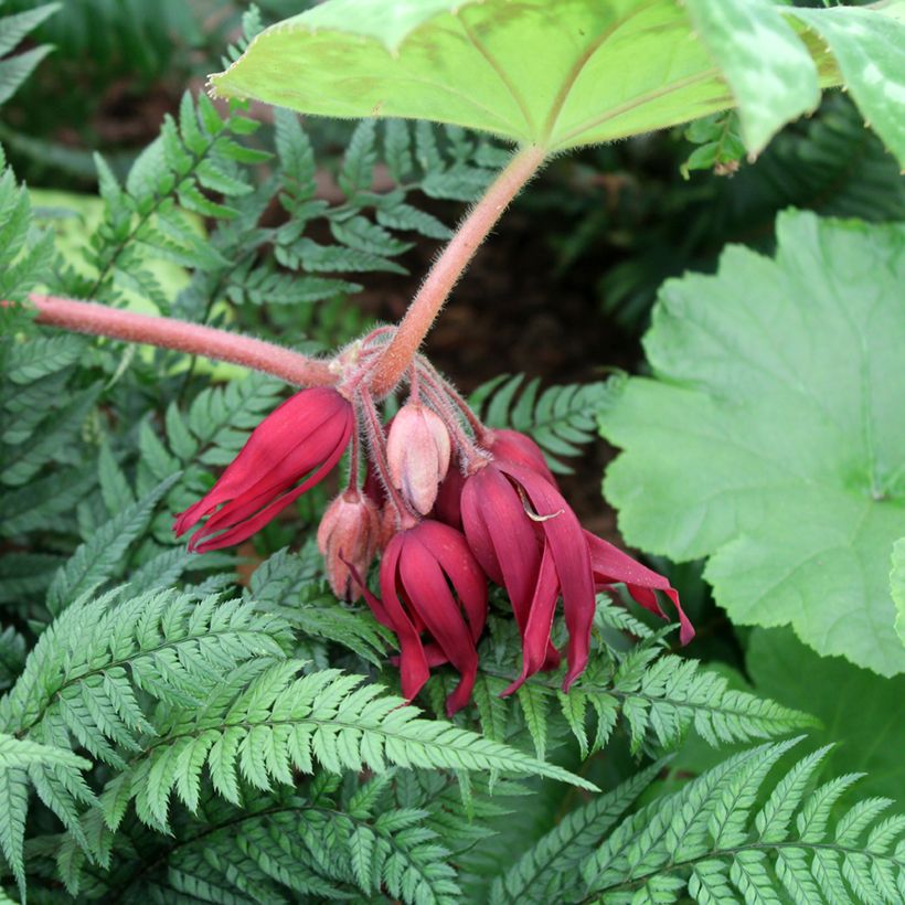Podophyllum Spotty Dotty (Floração)