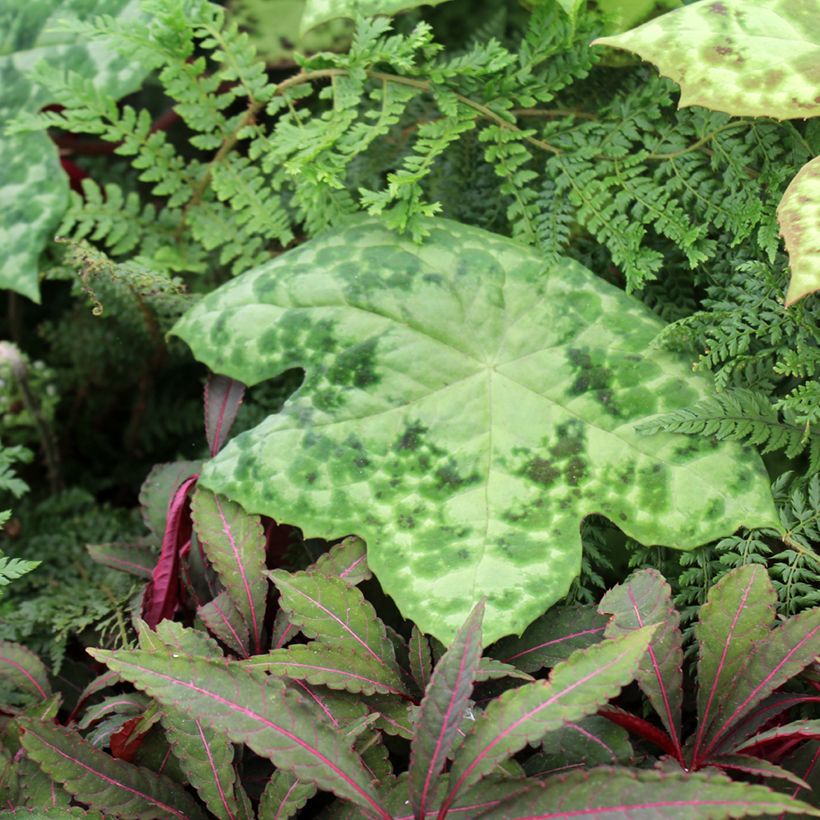 Podophyllum Spotty Dotty (Hábito)
