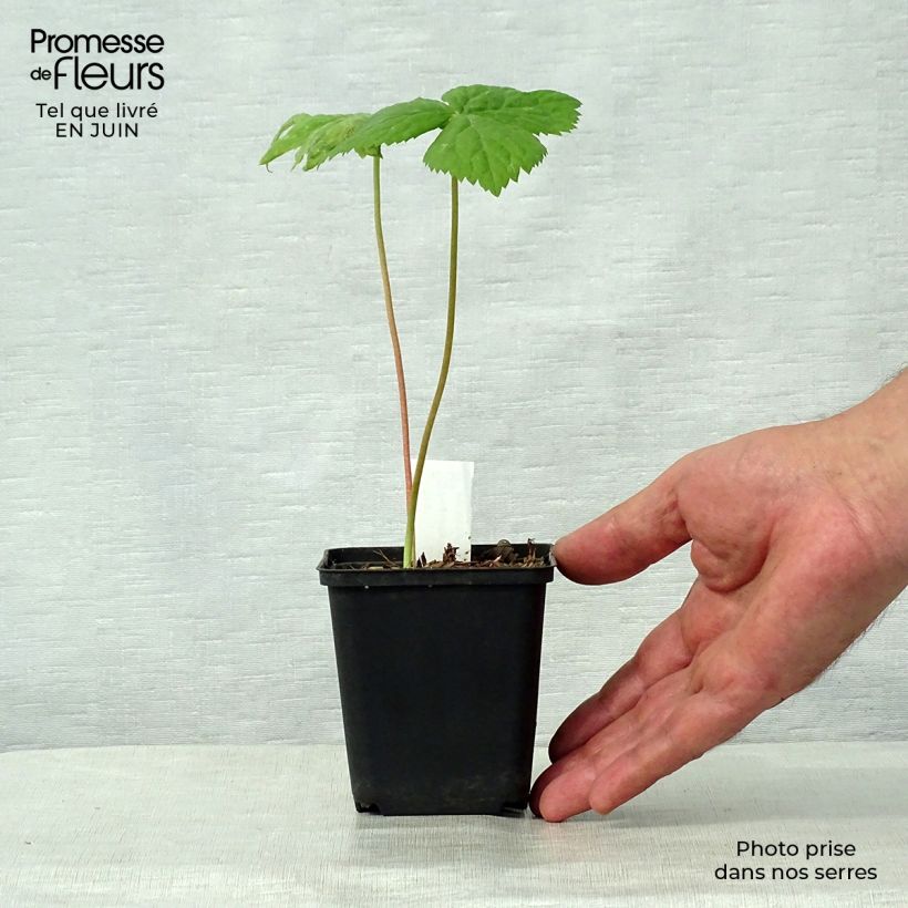 Amostra de Podophyllum hexandrum Vaso de 8/9 cm tal como entregue no verão