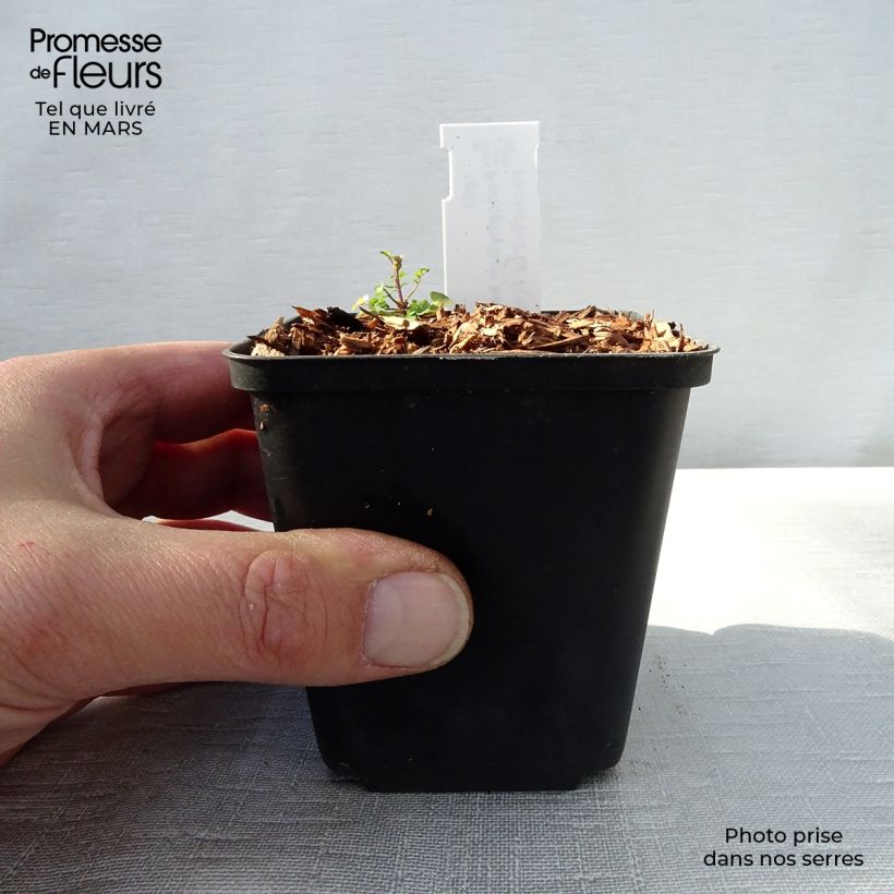 Amostra de Podophyllum hexandrum Vaso de 8/9 cm tal como entregue na primavera