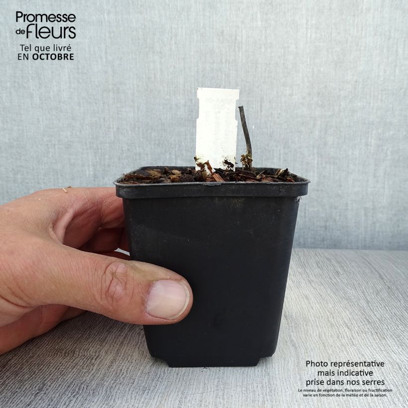 Amostra de Podophyllum hexandrum Vaso de 8/9 cm tal como entregue no outono