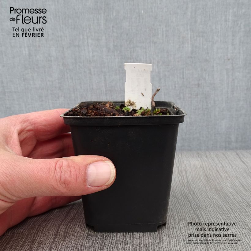 Amostra de Podophyllum hexandrum, Podophyllum emodi Godet de 8/9 cm tal como entregue no inverno