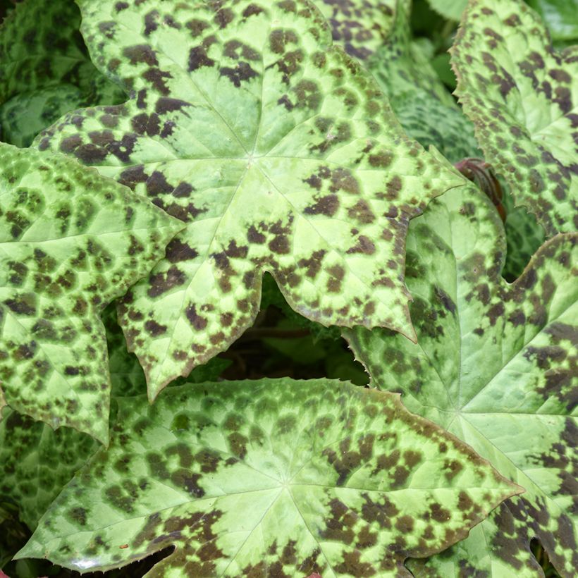 Podophyllum hexandrum (Folhagem)