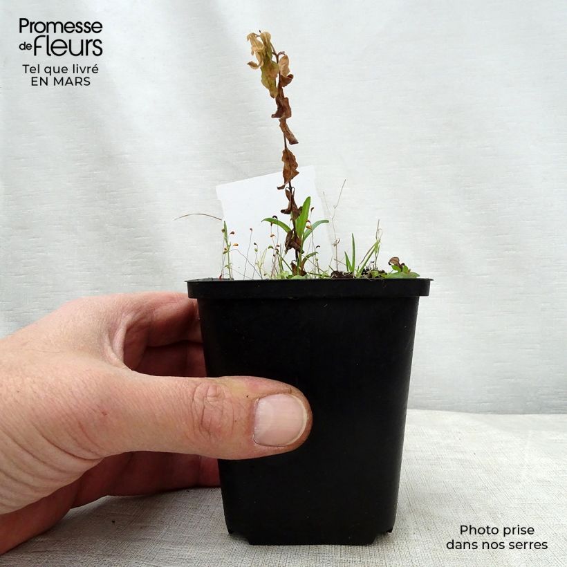 Amostra de Podophyllum peltatum Vaso de 8/9 cm tal como entregue na primavera