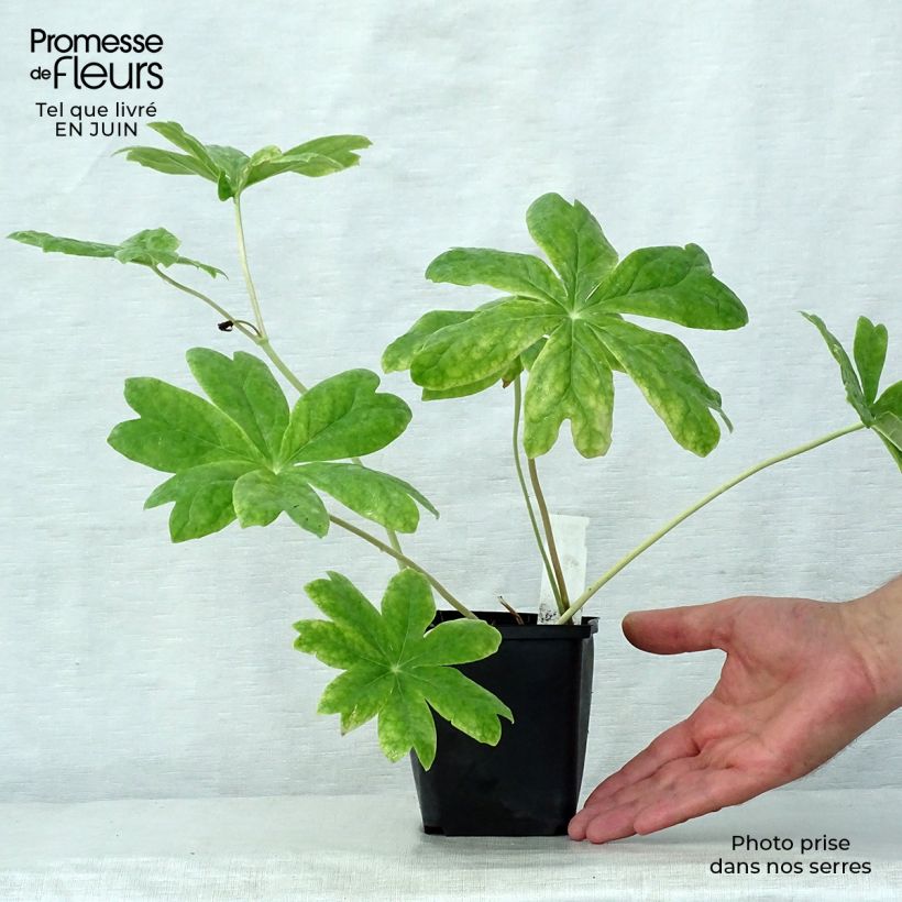 Amostra de Podophyllum peltatum Vaso de 8/9 cm tal como entregue no verão
