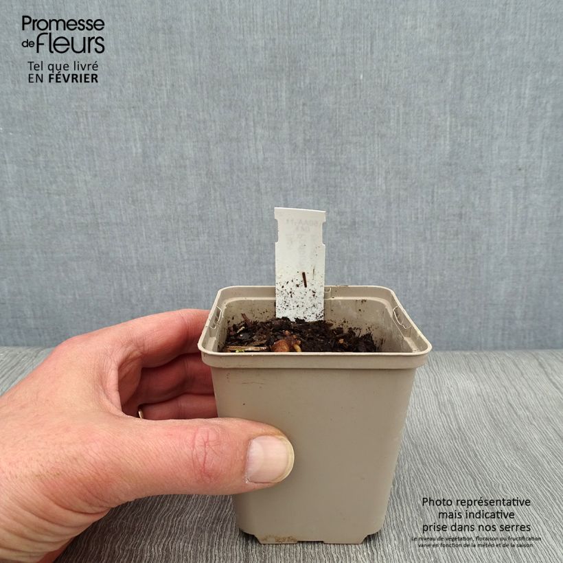 Amostra de Podophyllum peltatum Vaso de 8/9 cm tal como entregue no inverno