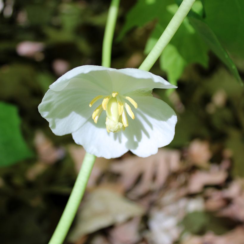 Podophyllum peltatum (Floração)
