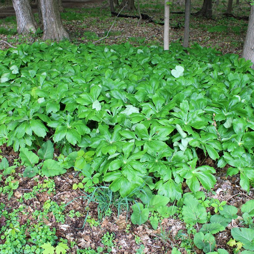 Podophyllum peltatum (Hábito)