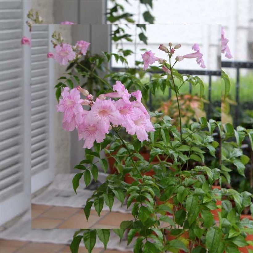 Podranea ricasoliana Comtesse Sarah (Hábito)