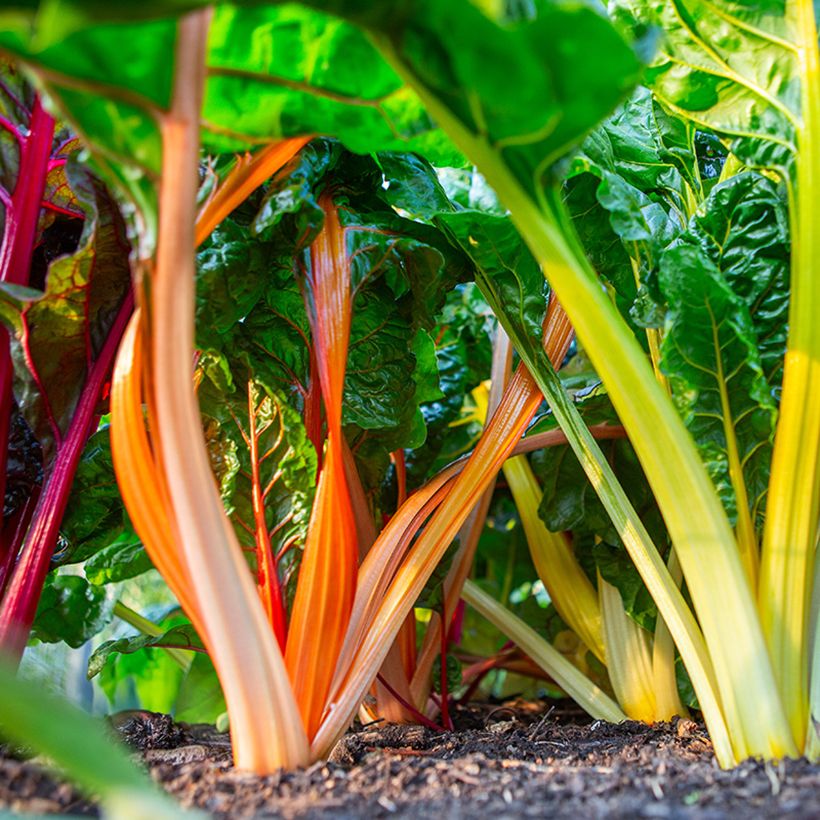 Acelga de talos multicoloridos Fireworks BIO (Colheita)