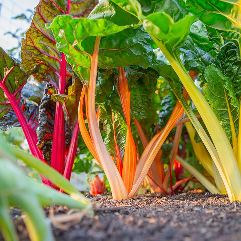 Acelga de talos multicoloridos Fireworks BIO (Hábito)