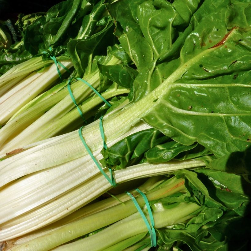 Acelga verde de caule branco, 3 variedades, B, em mudas (Colheita)