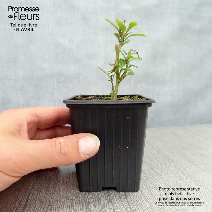 Amostra de Melão Pêra - Pepino Vaso de 7/8 cm tal como entregue na primavera