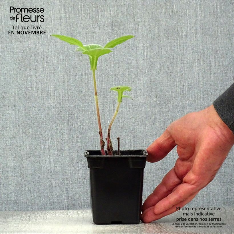 Amostra de Yacon Bio - Maçã da terra Vaso de 8/9 cm tal como entregue no outono