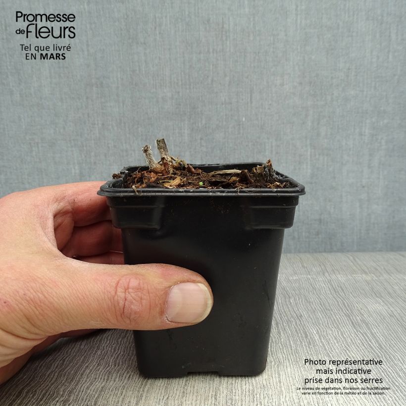 Amostra de Yacon Bio - Maçã da terra Vaso de 8/9 cm tal como entregue na primavera