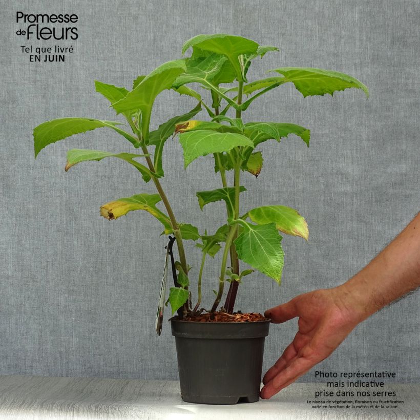 Amostra de Yacon Morado - Maçã da terra Vaso de 1,5 L/2 L tal como entregue no verão