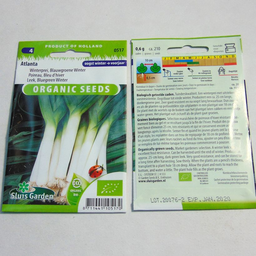 Exemplo de amostra de Poireau Bleu d’hiver Atlanta Bio - Allium porrum die Tüte mit 210 Samen tal como entregue