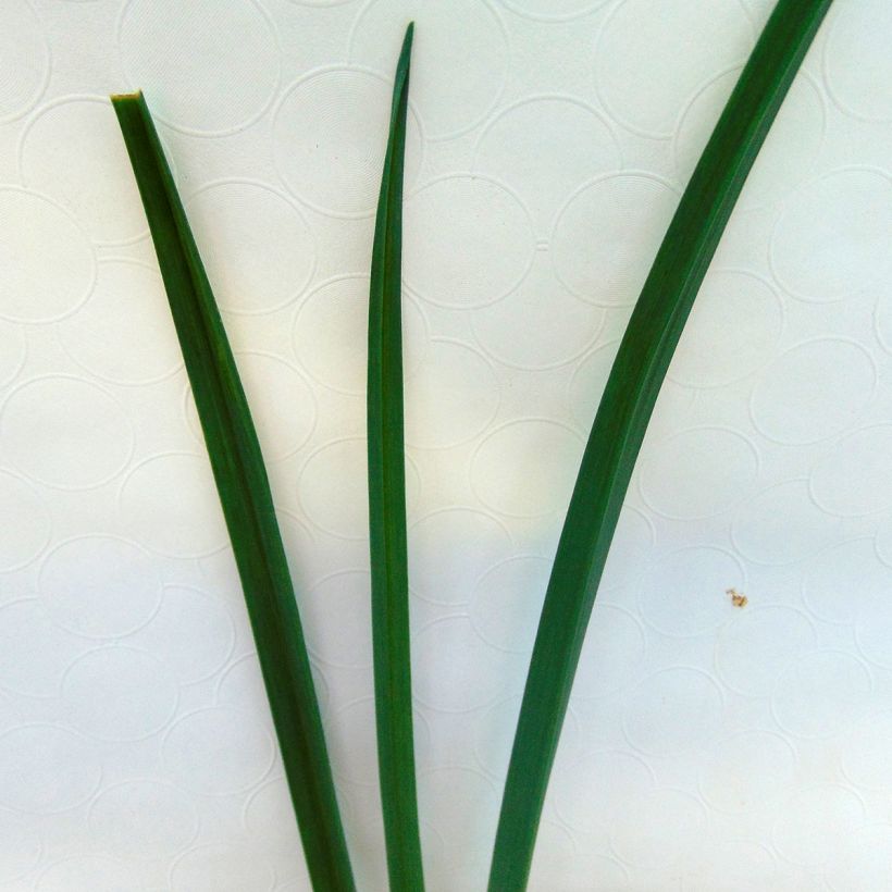 Alho-porro-perpétuo Bio - Allium ampeloprasum (Folhagem)