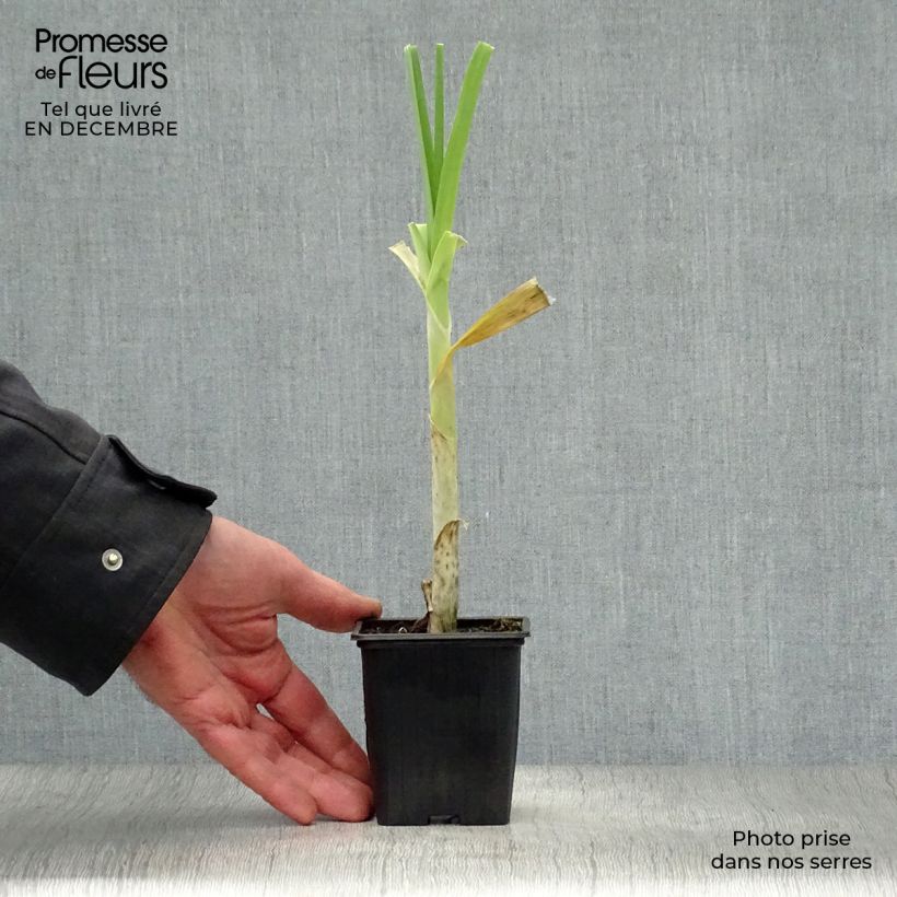 Amostra de Alho-porro-perpétuo Bio - Allium ampeloprasum Vaso de 7/8 cm tal como entregue no inverno