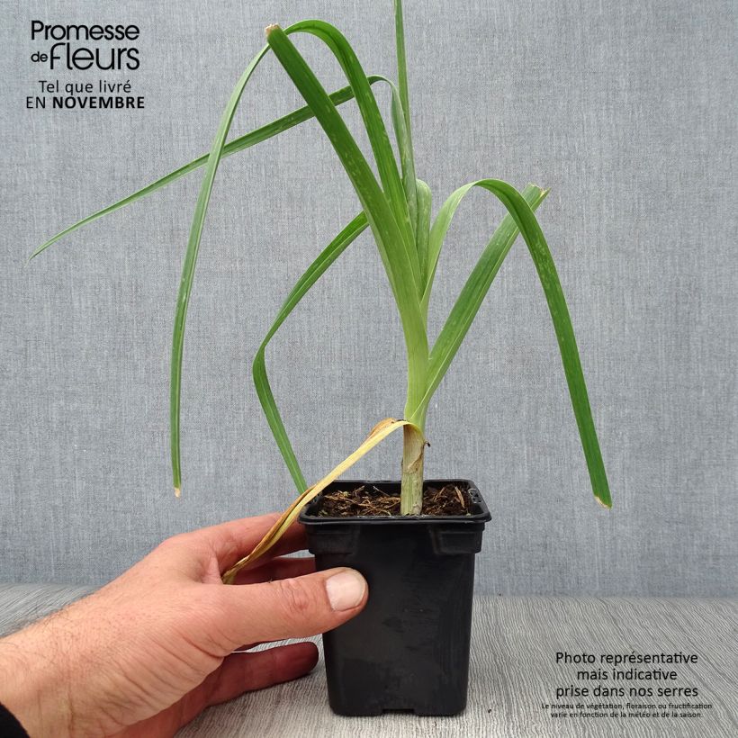 Amostra de Alho-porro-perpétuo Bio - Allium ampeloprasum Vaso de 7/8 cm tal como entregue no outono