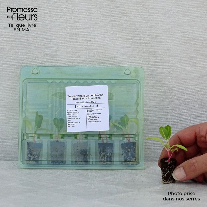 Amostra de Poirée verte à carde blanche 3 race B en plants Mini-torrão Ø 1,5/2,5 cm tal como entregue na primavera