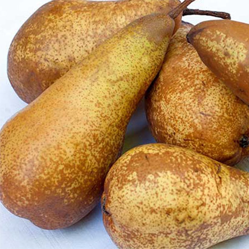 Pereira Abate Fetel - Pyrus communis (Colheita)