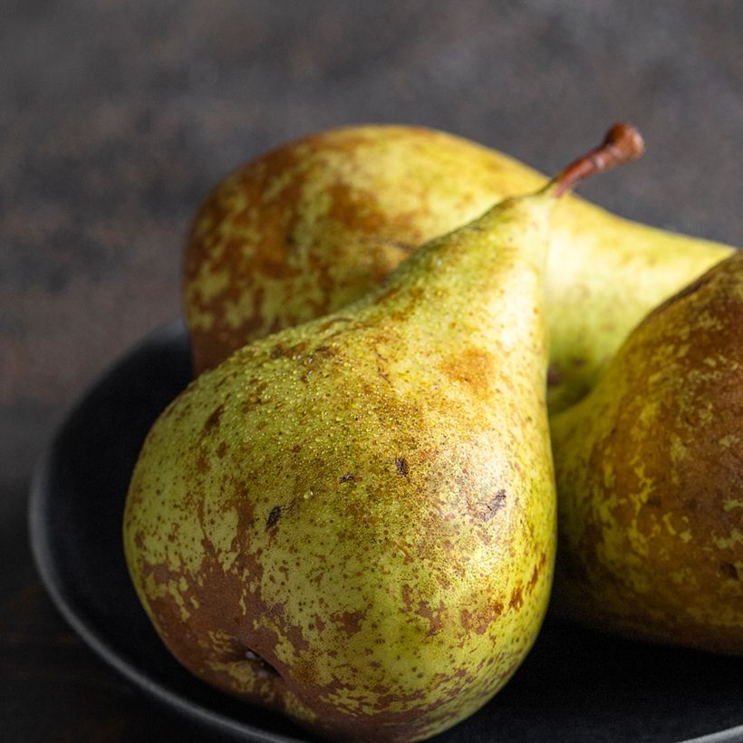 Pereira André Desportes Bio - Pyrus communis (Colheita)