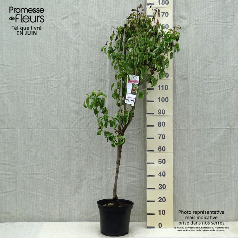 Amostra de Pereira Angelys - Pyrus communis Vaso de 7,5 L/10 L, Copo tal como entregue na primavera