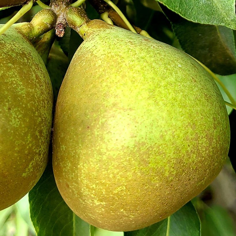 Pereira Bergamote Esperen - Pyrus communis (Colheita)