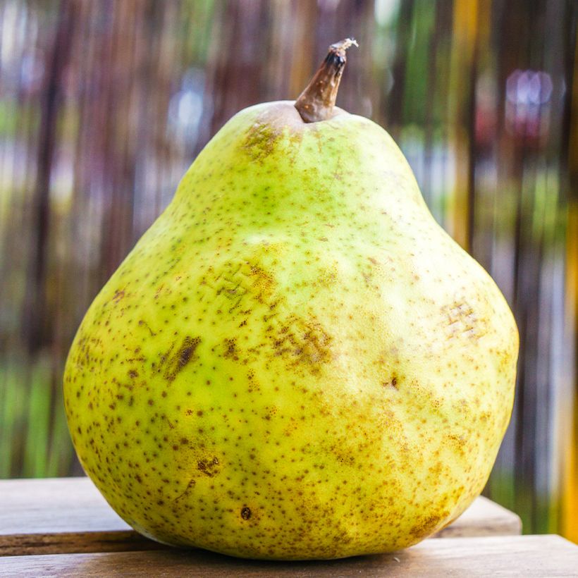 Pereira Bergamote de Parthenay Bio - Pyrus communis (Colheita)
