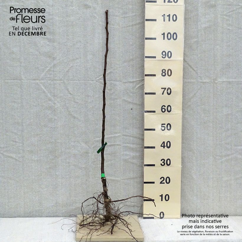 Amostra de Poirier Beurré Clairgeau Grandes Racines nues, Scion tal como entregue no inverno