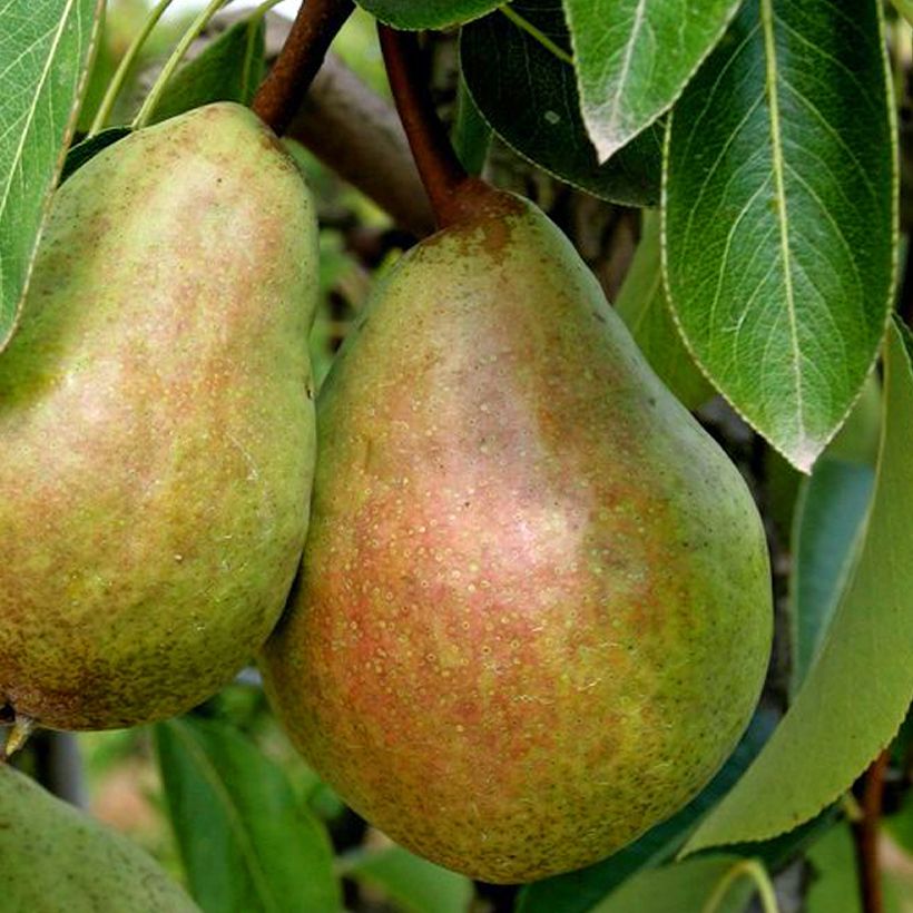 Pereira Beurré Clairgeau - Pyrus communis (Colheita)