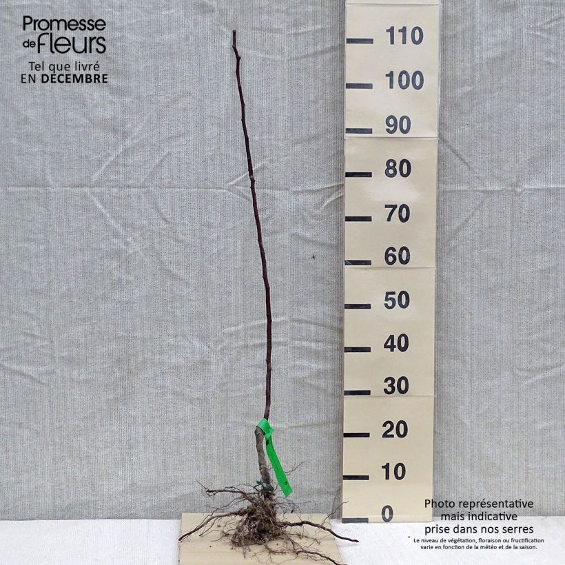 Amostra de Poirier Beurre Giffard Raízes nuas, Rebento tal como entregue no inverno