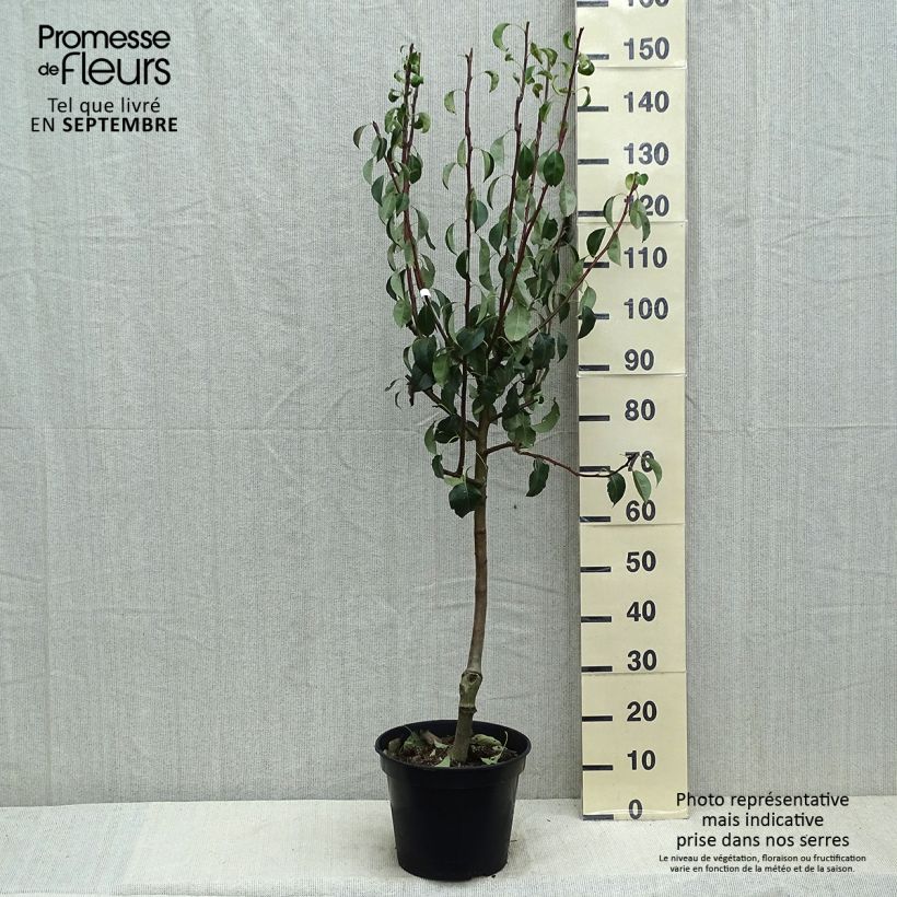 Amostra de Pereira Beurré Giffard - Pyrus communis Vaso de 7,5 L/10 L, Copo tal como entregue no verão