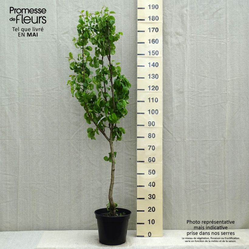 Amostra de Pereira Beurré Giffard - Pyrus communis Vaso de 7,5 L/10 L, Copo tal como entregue na primavera