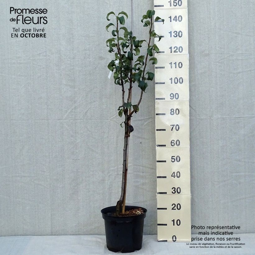 Amostra de Pereira Beurré Hardy - Pyrus communis Vaso de 7,5 L/10 L, Meia haste tal como entregue no outono