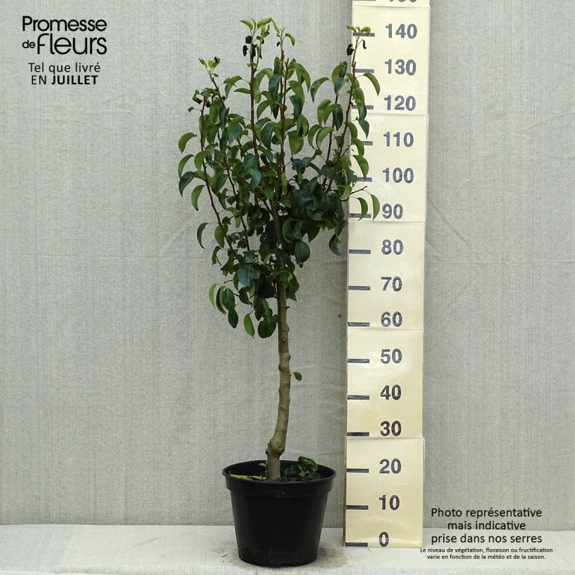 Amostra de Pereira Beurré Hardy - Pyrus communis Vaso de 7,5 L/10 L, Copo tal como entregue no verão