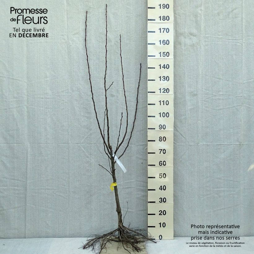 Amostra de Poirier Beurre Hardy Raízes nuas, Copo tal como entregue no inverno