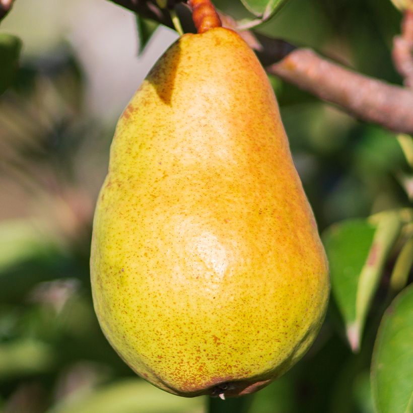 Pereira Beurré Lebrun Bio - Pyrus communis (Colheita)