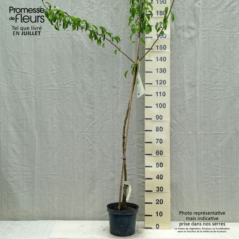 Amostra de Pereira Charneux - Pyrus communis Vaso de 7,5 L/10 L, Meia haste tal como entregue no verão