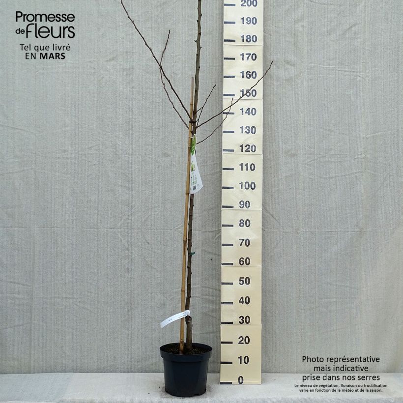 Amostra de Pereira Charneux - Pyrus communis Vaso de 7,5 L/10 L, Meia haste tal como entregue na primavera