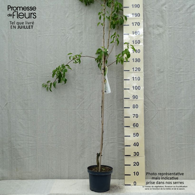 Amostra de Pereira Clapps Favorite - Pyrus communis Vaso de 7,5 L/10 L, Meia haste tal como entregue no verão