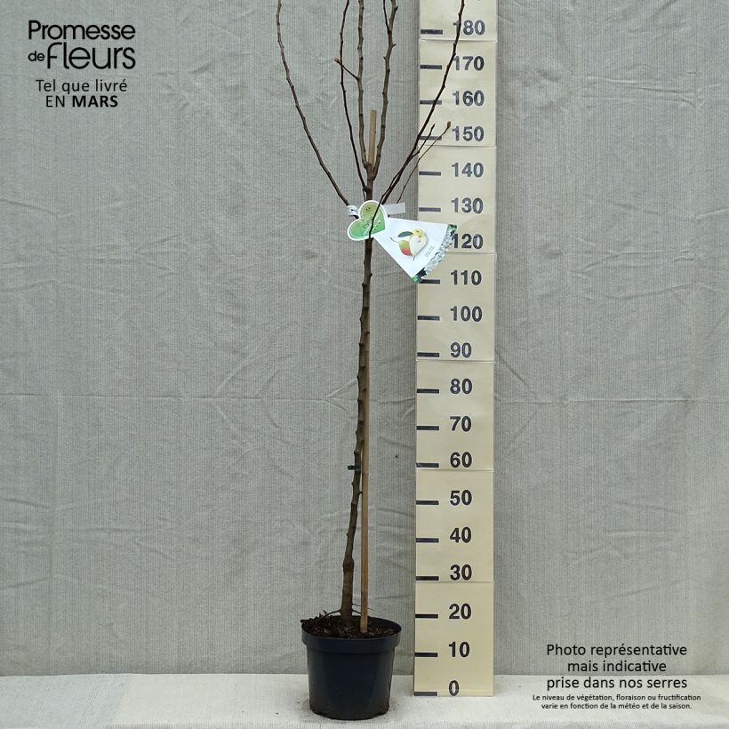 Amostra de Pereira Clapps Favorite - Pyrus communis Vaso de 7,5 L/10 L, Meia haste tal como entregue na primavera