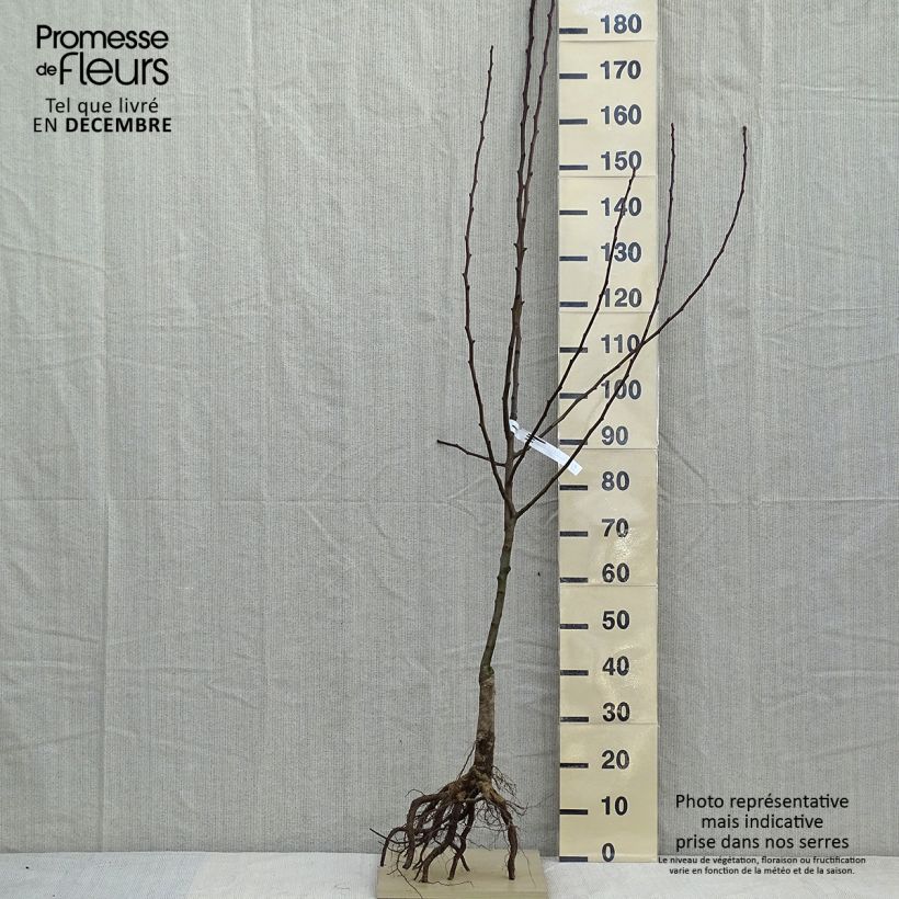 Amostra de Poirier Clapp’s Favorite - Fruhe Clapps Raízes nuas, Copo tal como entregue no inverno