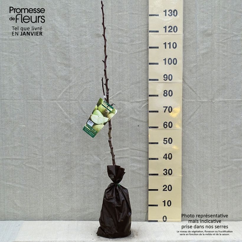 Amostra de Poirier Comtesse de Paris - Georges Delbard Torrão "Pronto a plantar", Rebento tal como entregue no inverno