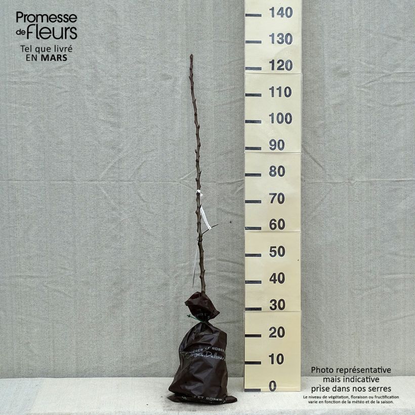 Amostra de Pereira Condessa de Paris - Georges Delbard Torrão "Pronto a plantar", Rebento tal como entregue na primavera