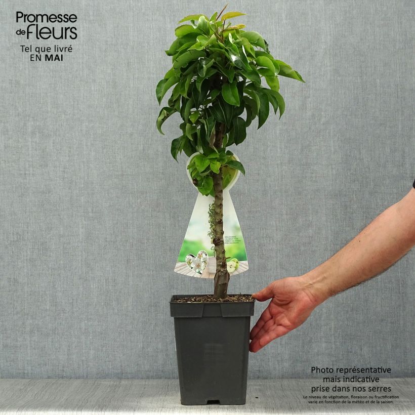 Amostra de Pereira anã Condo - Pyrus communis Vaso de 4 L/5 L, Anão tal como entregue na primavera