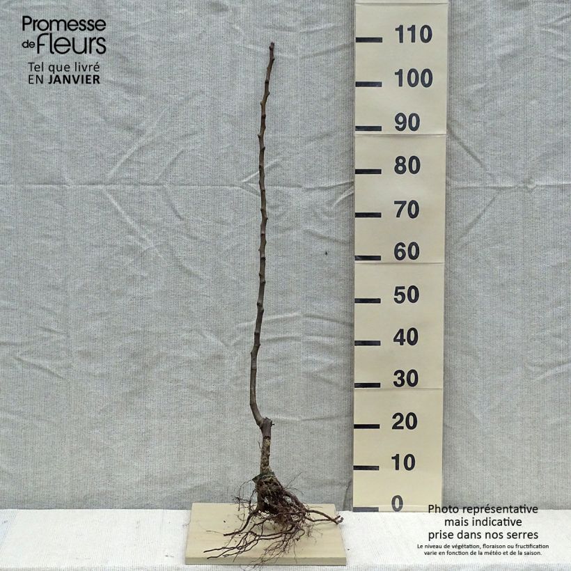 Amostra de Poirier Conférence Bio tal como entregue no inverno