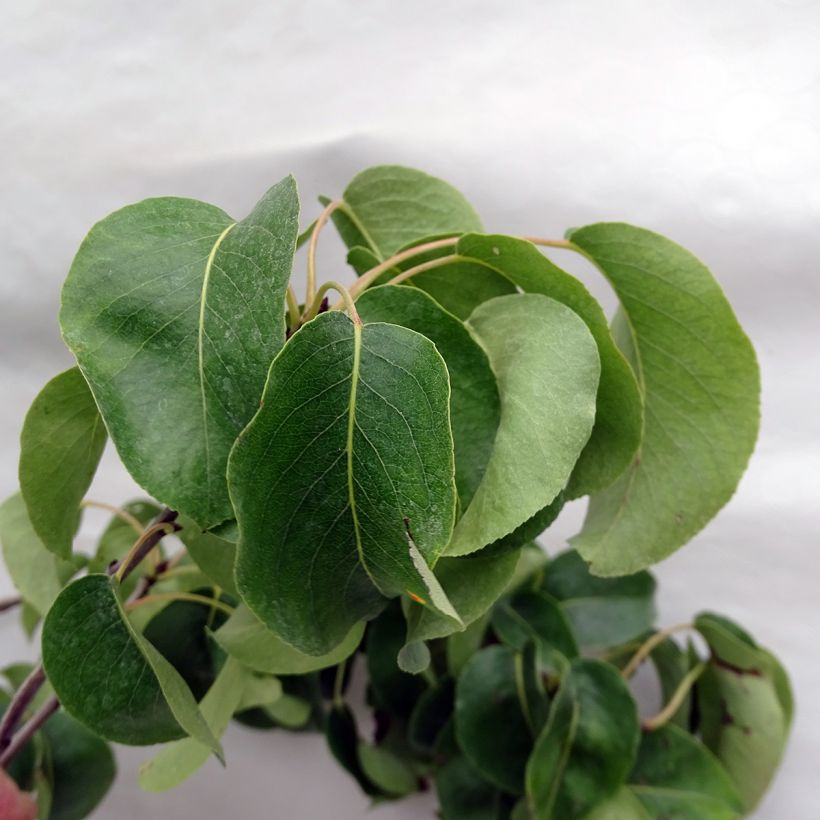 Pereira Conference - Pyrus communis (Folhagem)